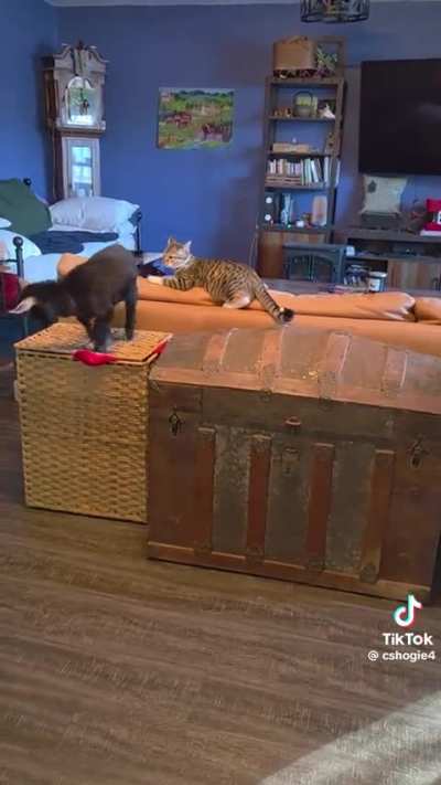 More goat shenanigans (not OC).