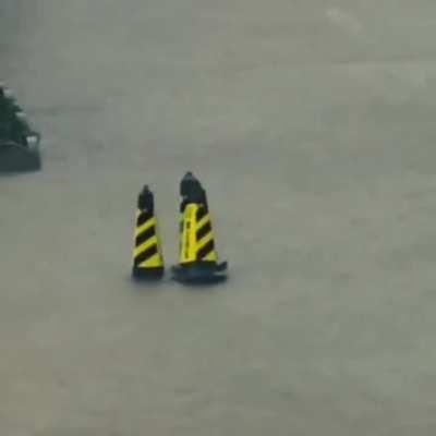 Mating ritual of the Cone