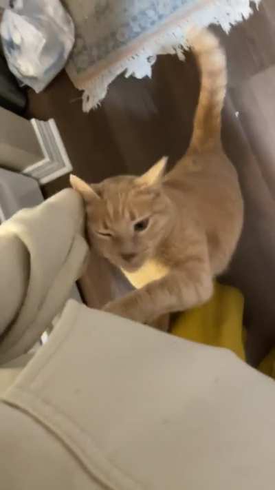 Big stretch for a pets