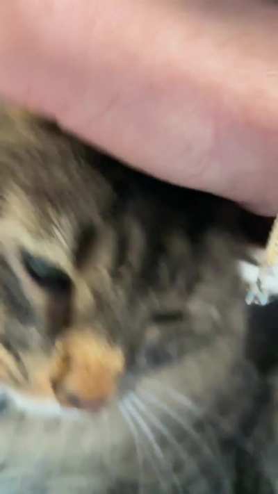 Cosmo likes to play in the rain but doesn’t like wet paws. I feel the same way.