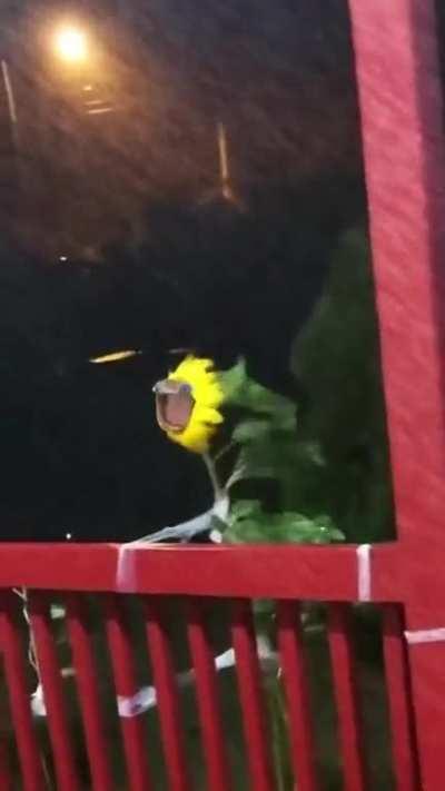 The internet is undefeated.