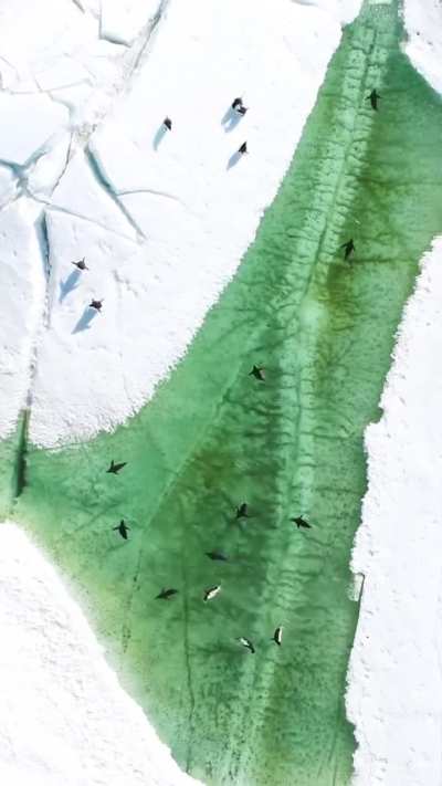 🔥Penguins happily swimming in a pool-like pond. Summer is coming in Antarctica and in some places the ice melts creating ponds. 🐧
