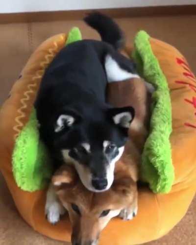 A couple of Shibas for this week