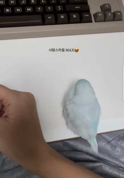 ZKN cotton ball just wants to cuddle