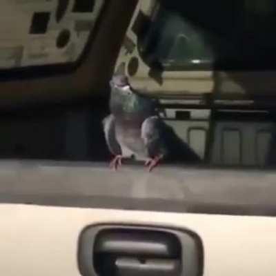 Poor pigeon