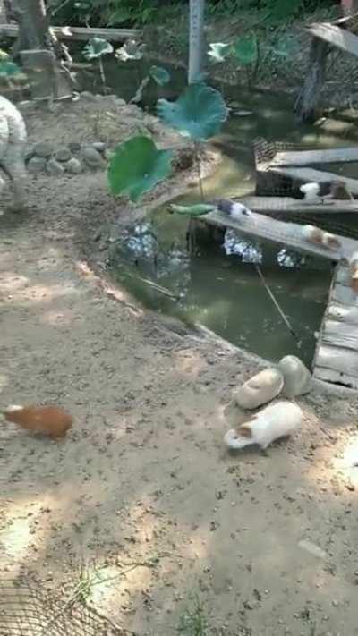 Our Guinea pig people need us