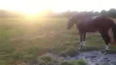 HMC What a nice idea....Water bucket challenge while riding a horse