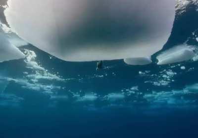 Seal pup taking his first solo swim