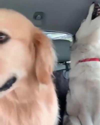 when your huskies are enjoying the roundtrip.. but the other is------