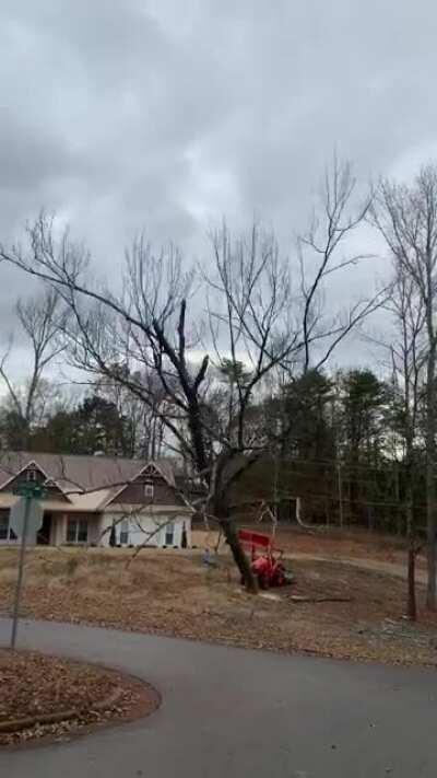 Dead tree completely falls apart when it hits asphalt.