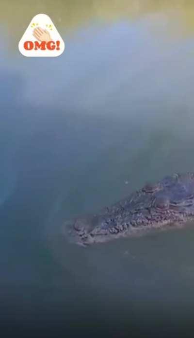 to tease a croc...