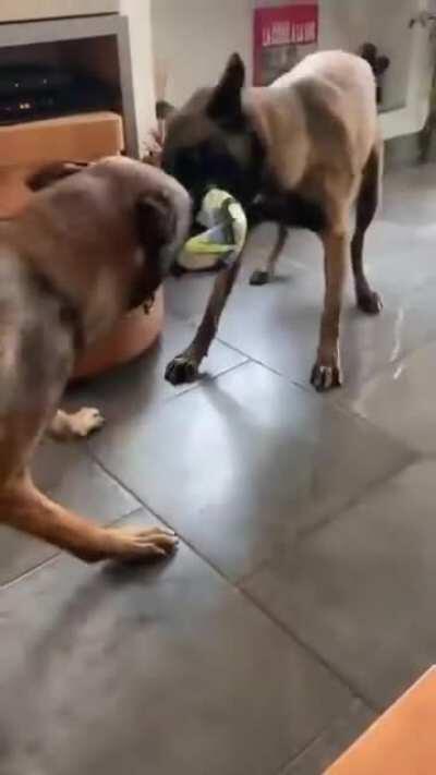 Get him a friend they said !