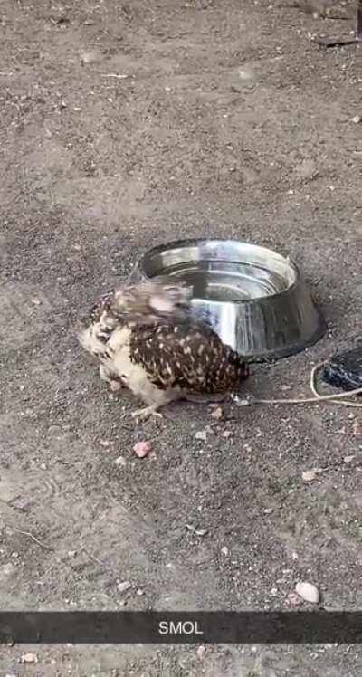 Went to the local birds of prey rehab centre and saw this superb little dude.