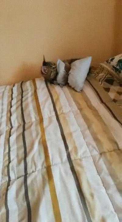 My kitty people need me