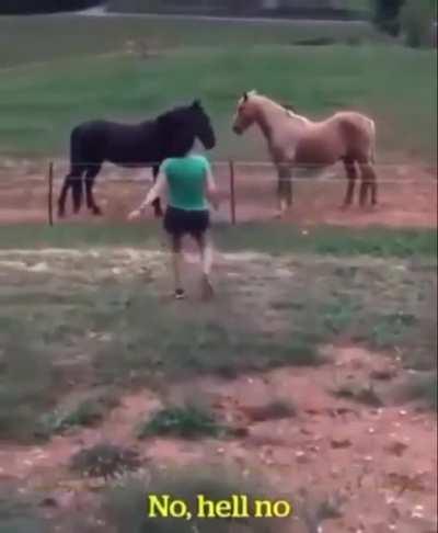 Horses