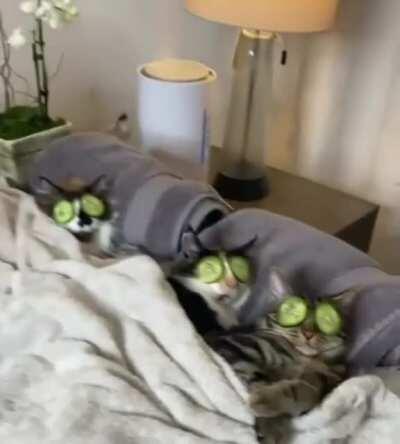 Chillin in bed all day