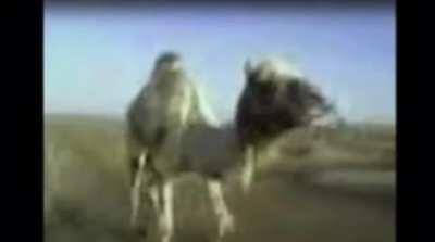 Funny animal voices😳😅 download habibi 2018 ما شاء الله last animal is very badd😖😠😠👹