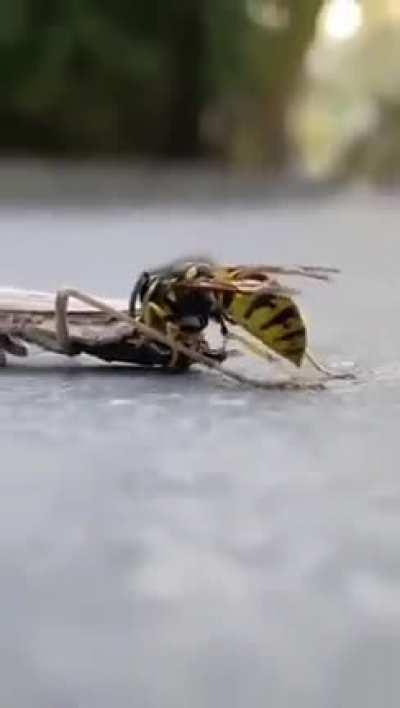 🔥Yellowjackets can be incredibly voracious and opportunistic feeders, even if it means consuming parts of this praying mantis while it's still alive. In its weakened state, the mantid is unable to defend itself and the wasp recognizes such