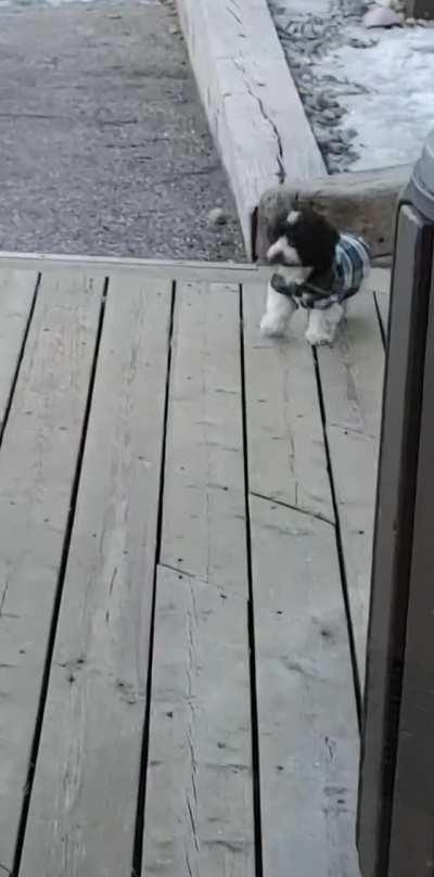 A criminally small pup I saw at work the other day