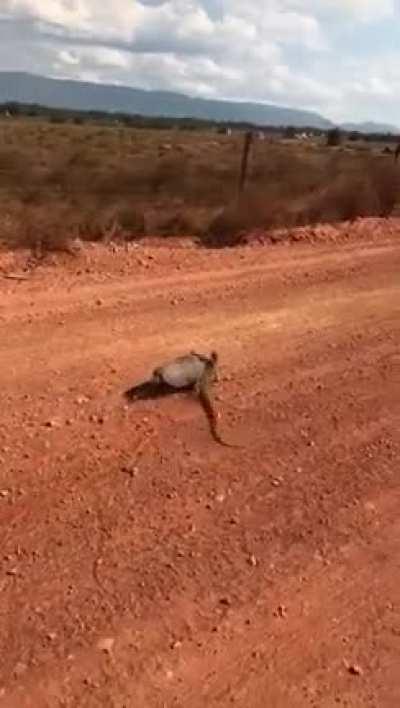 Disculparán mi ignorancia, pero desconocía que los Tatús son carnívoros