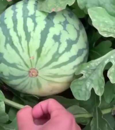 Open a watermelon with a toothpick