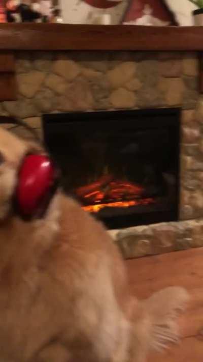 2 Huskies looking for a roommate...