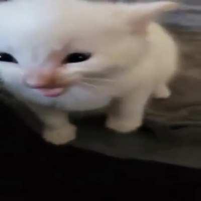 Herbert has joined the Taliban