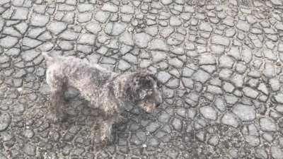 After 18 years my boy Silver went to the next level. Rub that belly and hold your dog extra tight tonight.