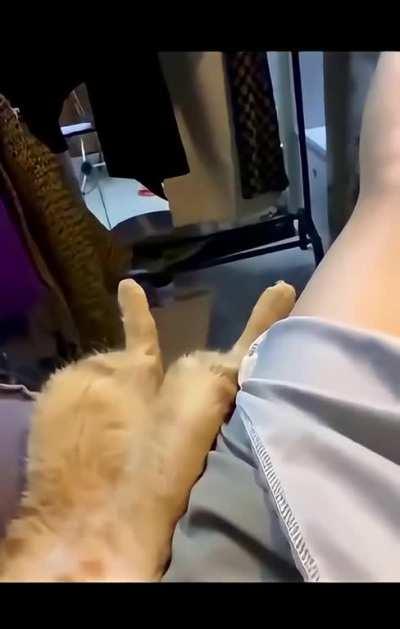 I need a cat like this asap 🥹