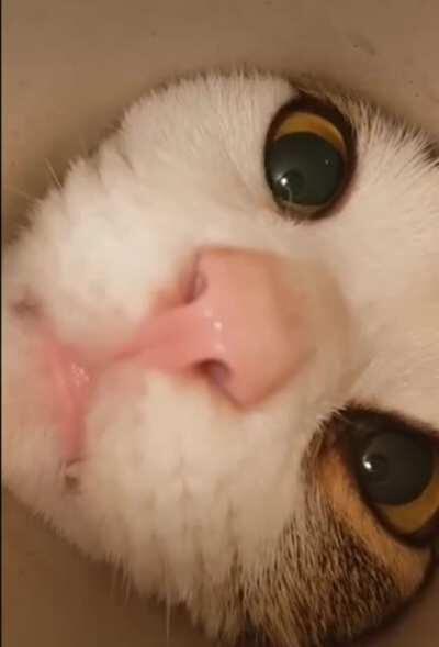 Curiosity made the cat even cuter (sound on)