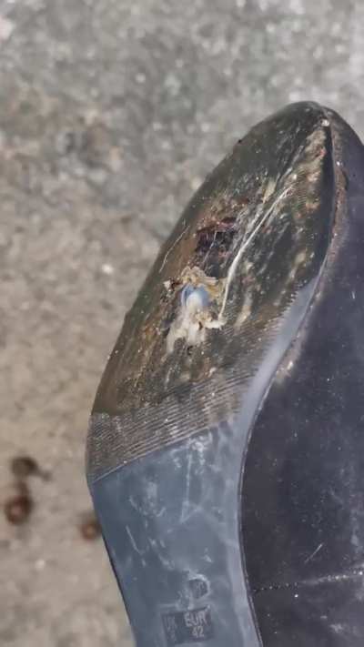 Work heels vs snails