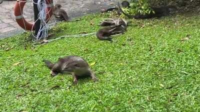 Otters on the grass at Botanic Gardens