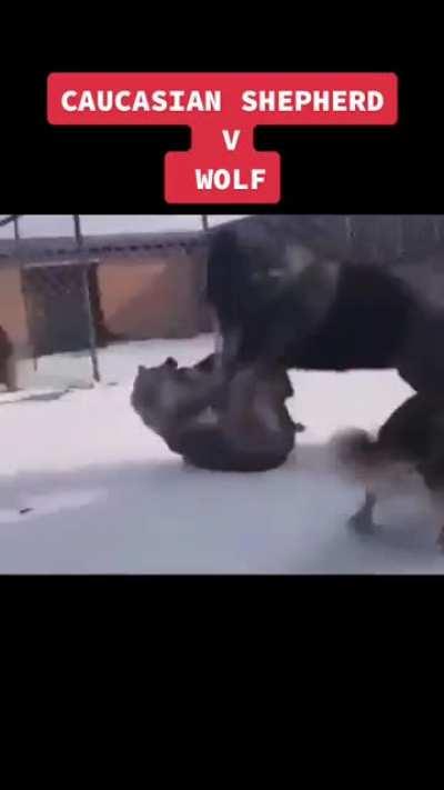 The Caucasian Shepherd is a unit that can take on a wolf