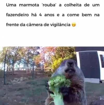 OLHA O DEBOCHE DESSE BIXO KKKKKKKKKKKKKKKKKKKKK