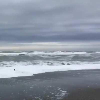 🔥 Blue penguin was rehabilitated and after recovery was released back into the water.