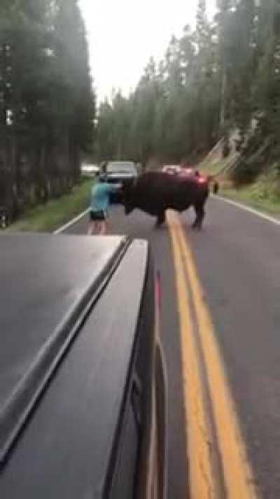 Getting out of your car to taunt a bison