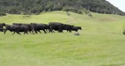 It is a new object in our area.