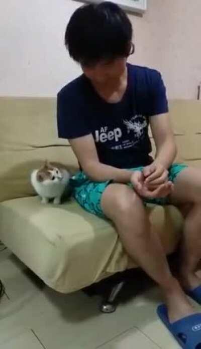 The Cat and the Magic Trick