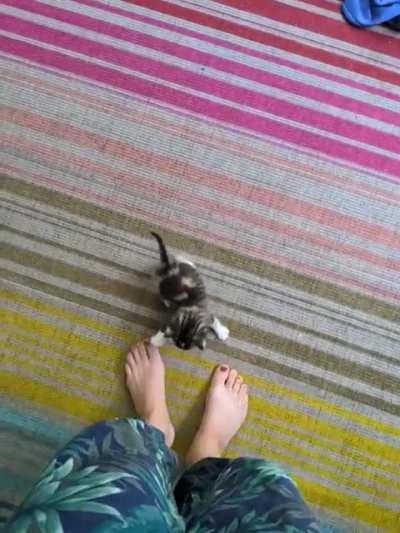 Penny, one of seven illegally smol kittens from my foster litter, asking me to be her nap buddy!