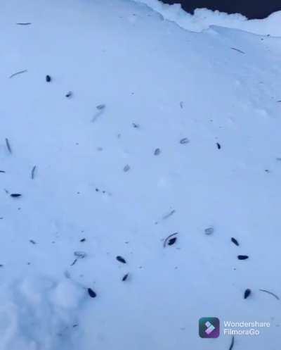 Hey, want some nuts?