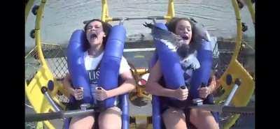 Happy Birthday! Have a seagull!