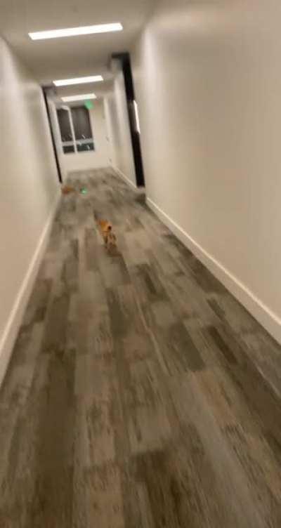 Shiba puppy + laser pointer