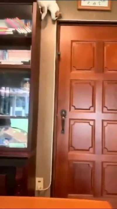 to stop the cat from escaping