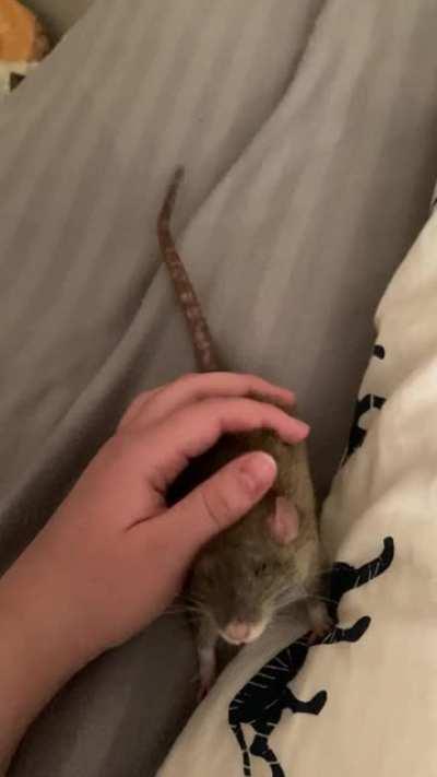 I have a tail wagger🥺💕