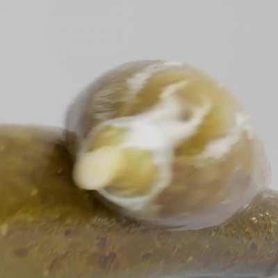 Cucumbers simulation