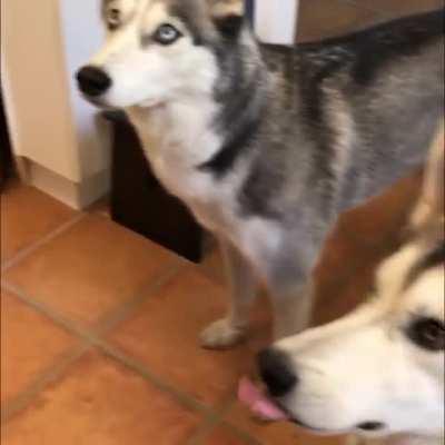 When dad is cooking, there is a 200% chance the food inspectors are going to show up