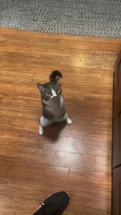 Rrspsbdoeb raaawrr🦖🦖