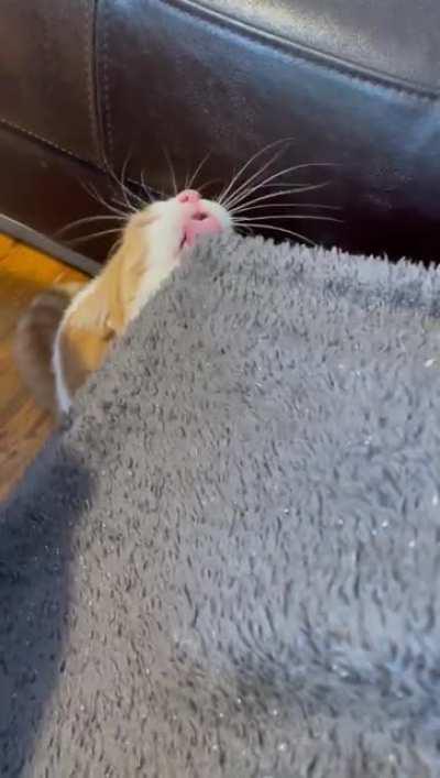 AH YES NORMAL CAT FOOD FOR A TOTALY NORMAL CAT