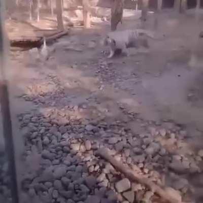 Тигры тоже очкуют гусей.