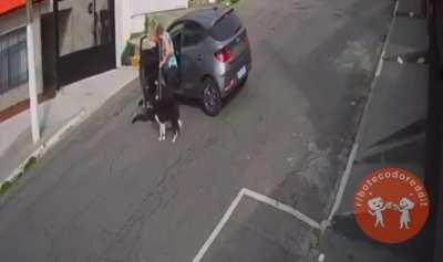 That dog has no idea what it caused